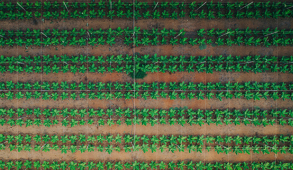plantation